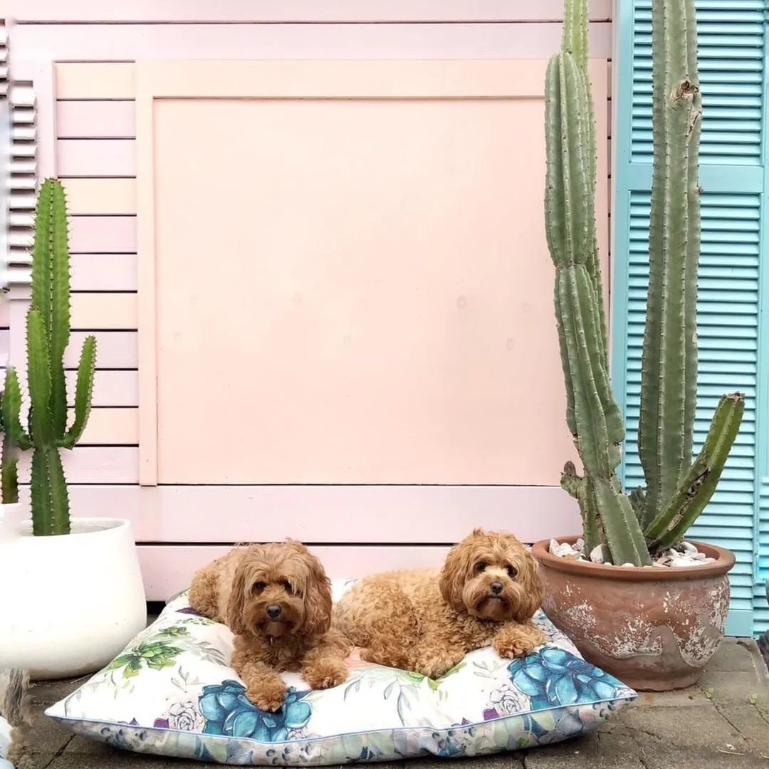 Succulent Medley – EXTRA LARGE Dog Bed