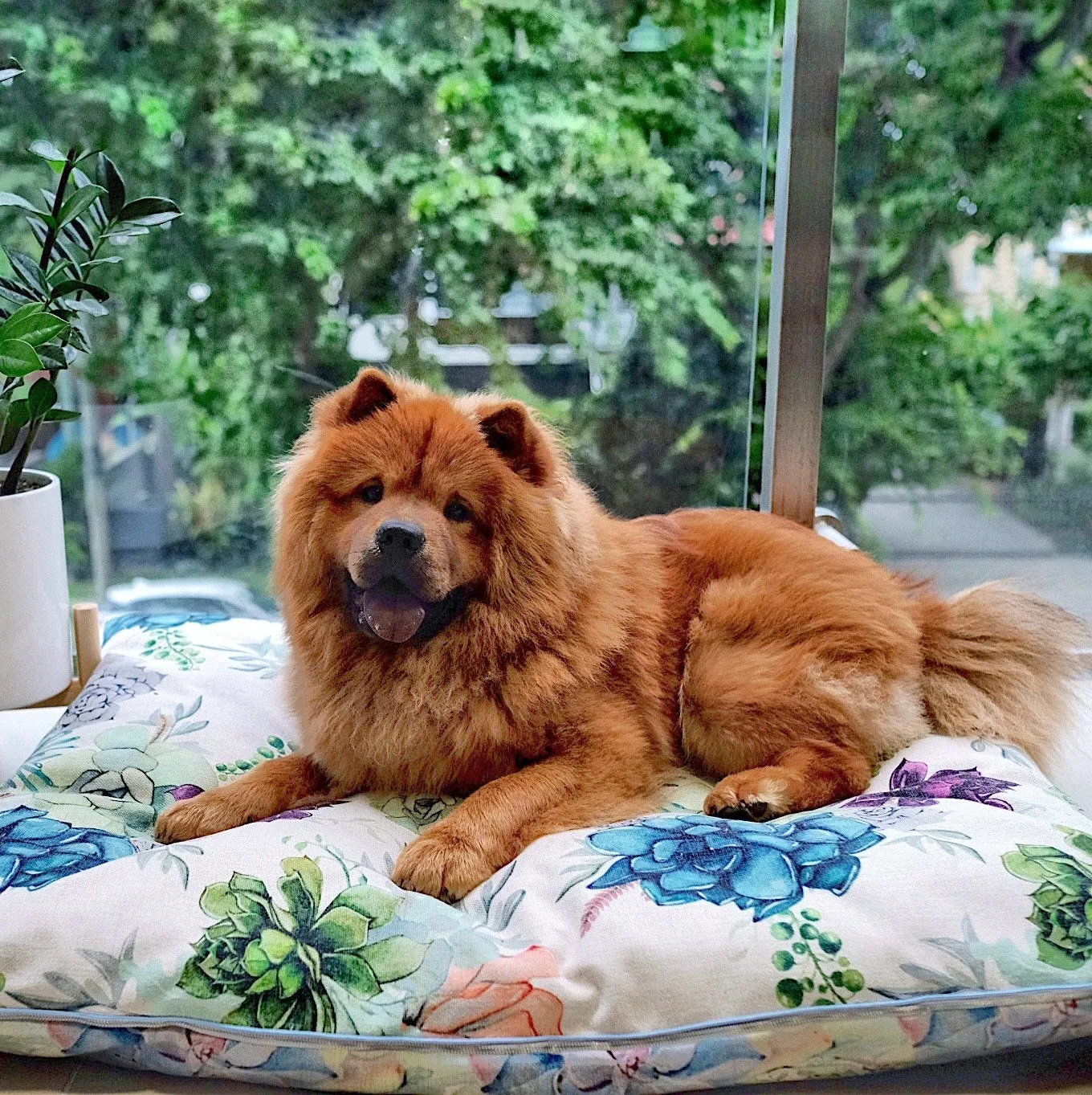 Succulent Medley – EXTRA LARGE Dog Bed